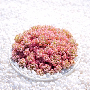 焦糖精灵多肉植物盆栽多头群生贵货肉肉办公桌好养绿植花卉状态好