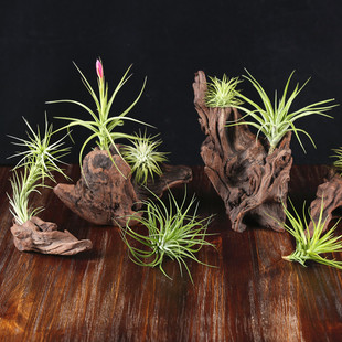 空气凤梨花期开花植物红色精灵小章鱼美杜莎室内盆栽无土植物绿植