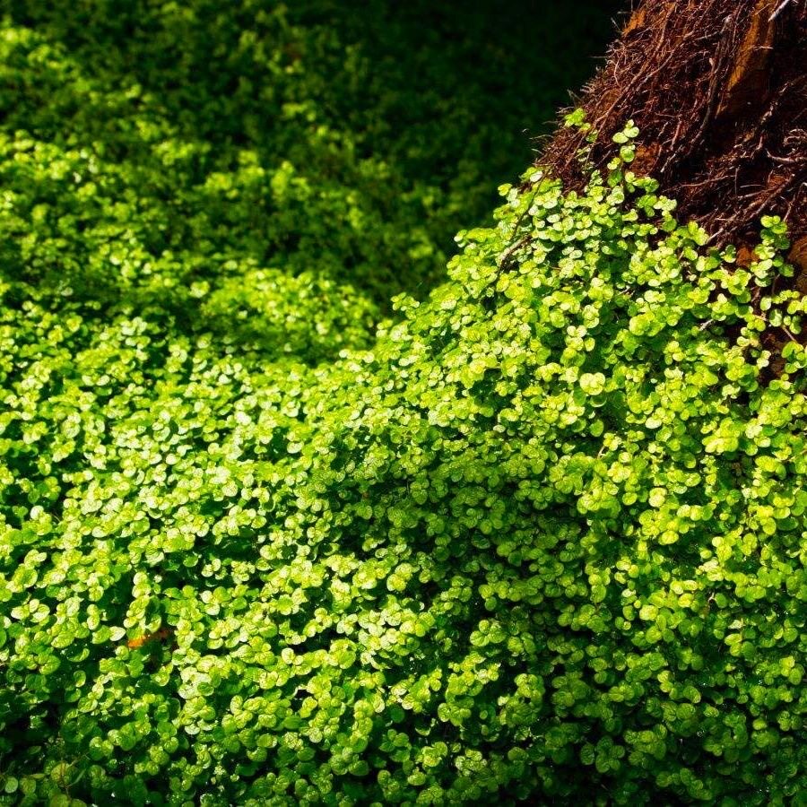 吸水石专用珍珠草爬藤植物盆景铺面用原盆原土基地发货