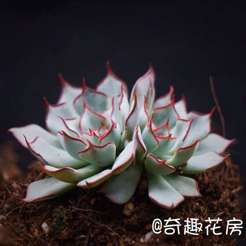 双头剑斯诺娃多肉植物进口实生多肉焦糖精灵水蜜桃仙女杯唐印油画