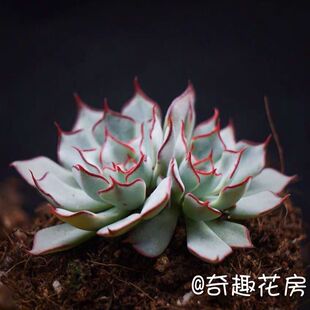 双头剑斯诺娃多肉植物进口实生多肉焦糖精灵水蜜桃仙女杯唐印油画