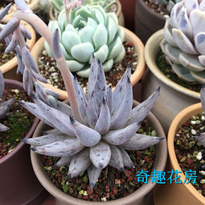 魔爪多肉植物迷你奇趣办公盆栽绿植多肉块根断崖女王 暗黑系魔爪