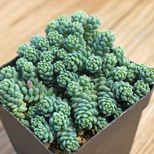 多肉植物 旋叶姬星美人 小球玫瑰锦 丸叶黄金草球松 茜之塔佛珠锦