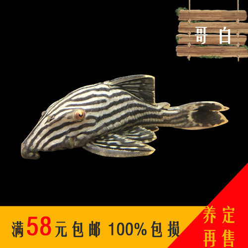 新品特惠海鑫水族直播观赏鱼