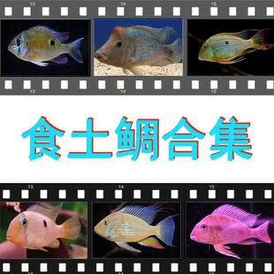 食土鲷红头力斯维尼和尚关刀钻石番王泪眼潘塔宝石蓝颊马面热带鱼