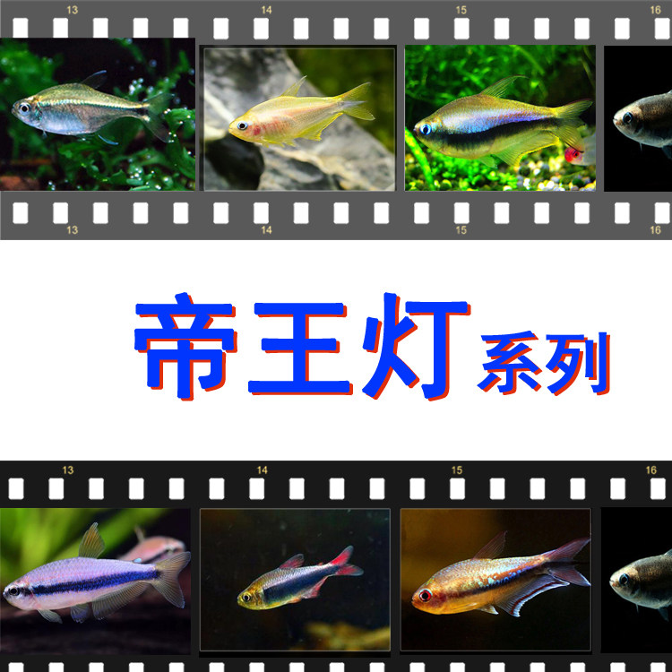 包邮蓝国王灯大帝王彩虹帝王黑帝蓝线金灯血翅蓝帝热带鱼活体