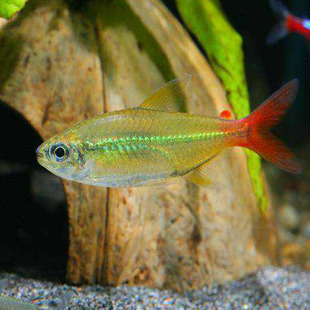 5条红尾科佩依翠绿南美鱼科配衣高端灯科鱼草缸群游霓虹灯鱼活体