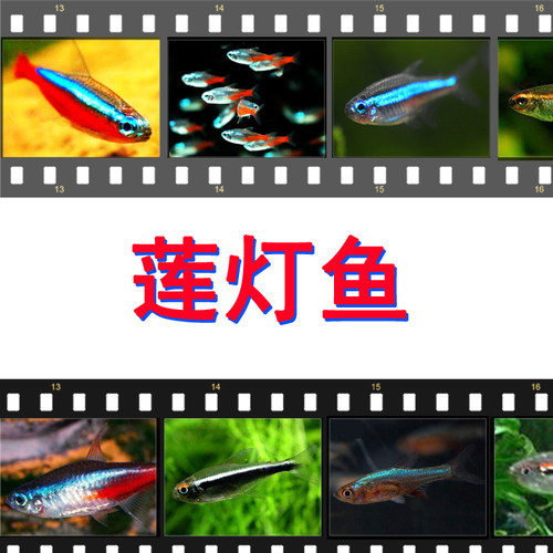 红绿灯宝莲黑莲红钻石活体观赏鱼
