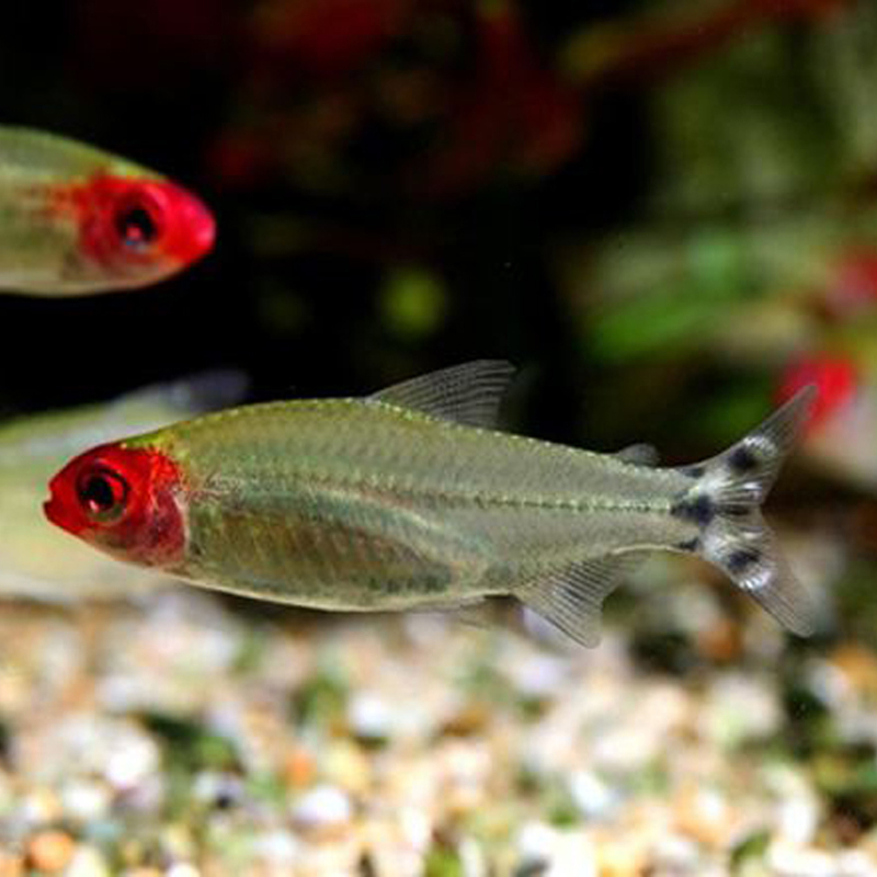 包邮红鼻剪刀鱼大号10条淡水小型热带观赏水族草缸灯科鱼白金群游