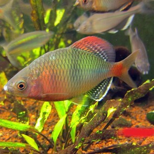 【冷水鱼】青鳞鳑鲏高体鳑鲏白边须鱊5-7cm原生冷水鱼冬天不加温