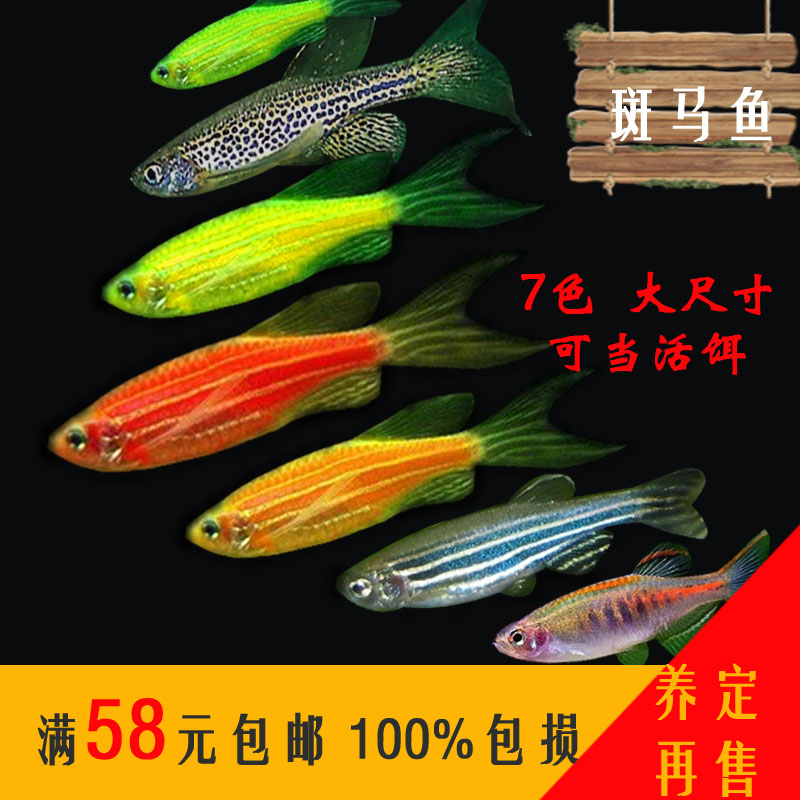 七色斑马鱼草缸群游热带观赏鱼小型灯科鱼活体包邮新手练手闯缸