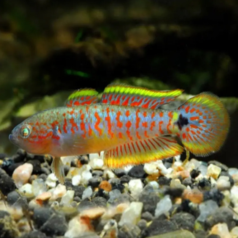 【冷水鱼】3条七彩塘鳢鱼唐礼鱼冬天小型观赏鱼草缸活体