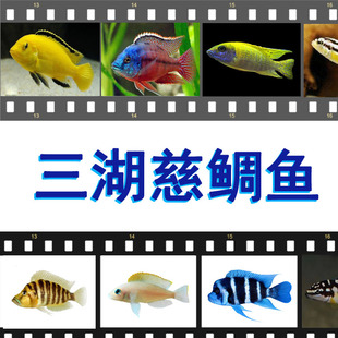 三湖慈鲷马鲷坦鲷热带鱼布隆迪六间伊巴卡珍珠蝴蝶非洲王子红宝石