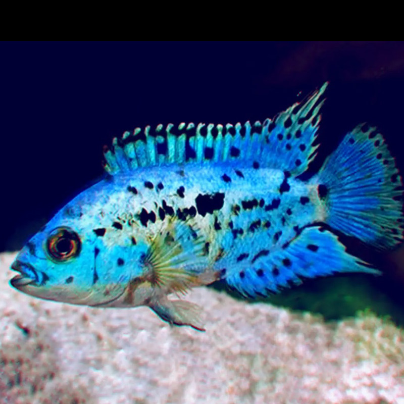 银河星钻鱼三湖慈鲷短鲷热带鱼