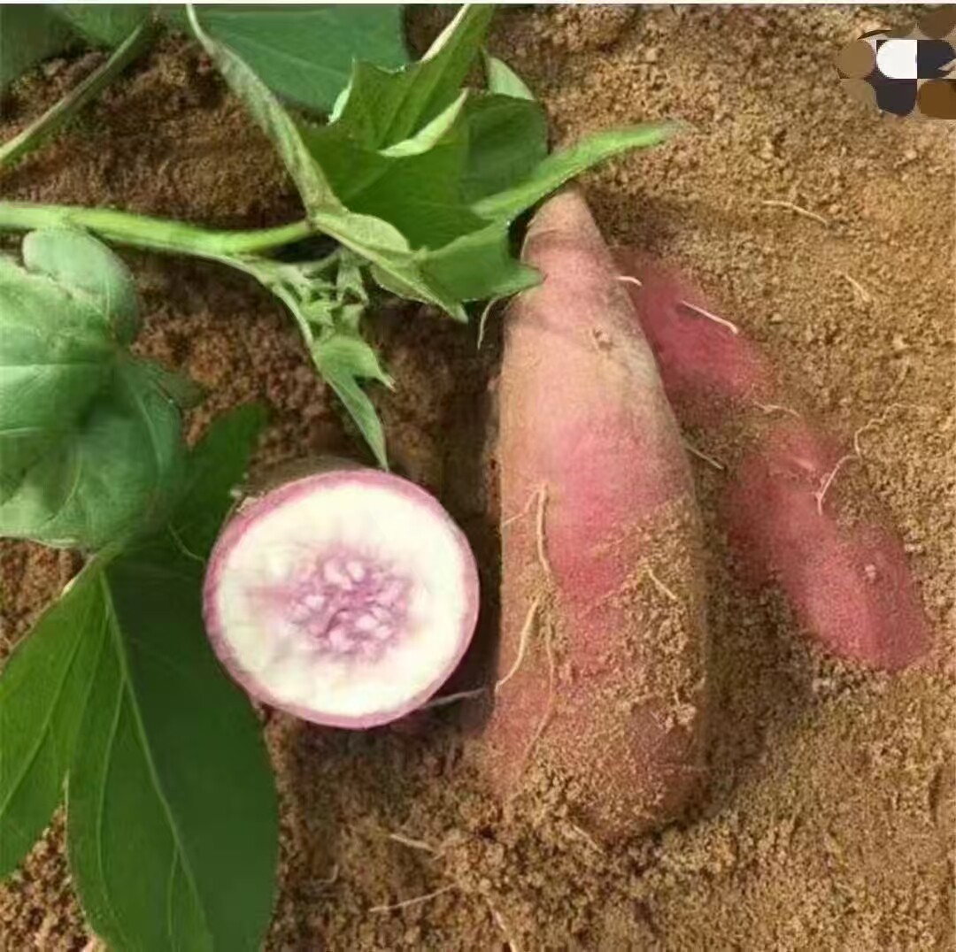 冰激凌红薯粉糯香甜紫心干面地瓜广东茂名冰淇淋番薯