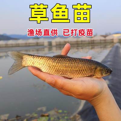 草鱼苗特大一斤半草鱼苗淡水养殖食用脆肉皖鱼好养小鱼苗活鱼