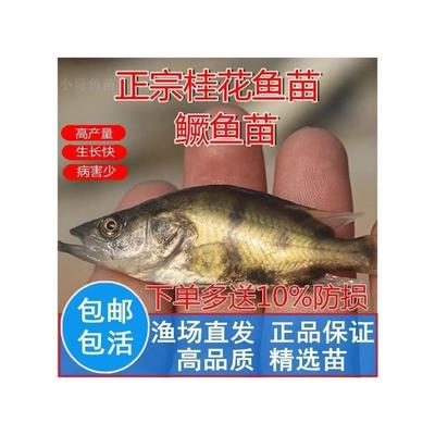 鳜鱼苗桂花鱼苗桂鱼苗淡水养殖食用路亚翘嘴鳜凶猛食肉性观赏鱼