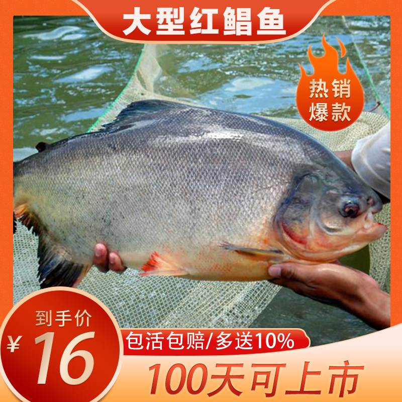 鲳鱼苗红腹白鲳鱼淡水养殖食用仓鱼苗肉食凶猛活体鲳鱼好养观赏鱼