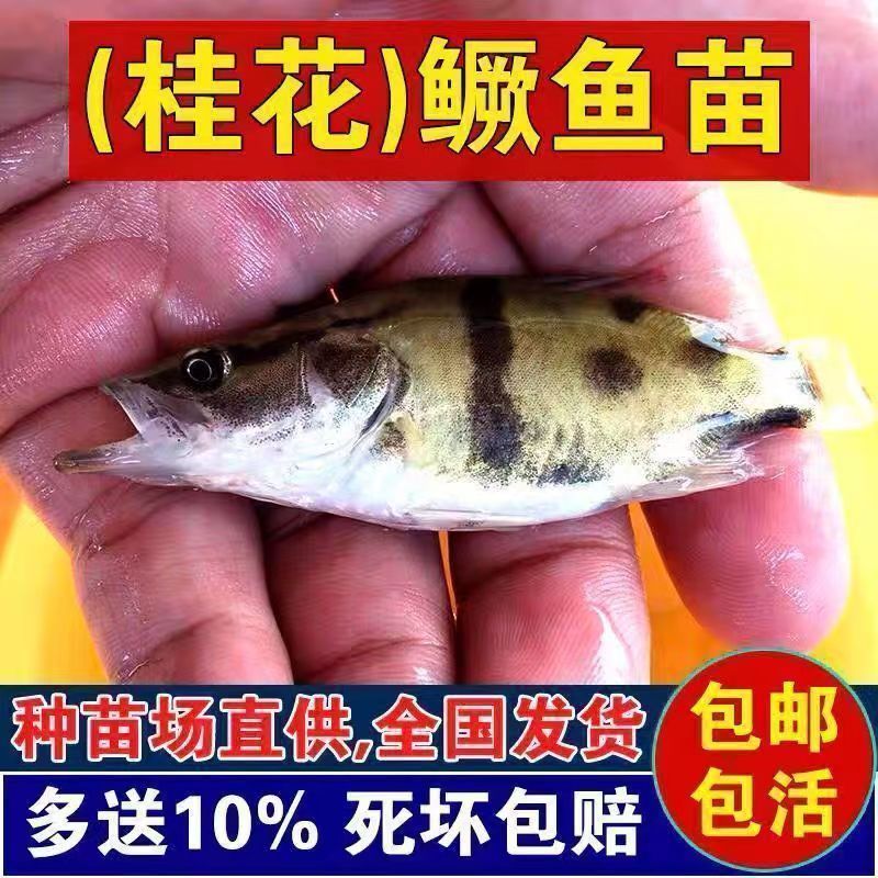 桂鱼苗翘嘴路亚贵鱼季花鱼食用鲑鱼正宗桂花鱼白鳜肉食凶猛鳜鱼苗