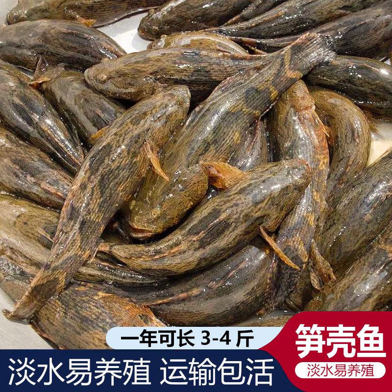 沙塘鳢鱼苗笋壳鱼苗泰国云斑尖塘鳢斑鳜石斑鱼呆呆鱼虎头水花水花