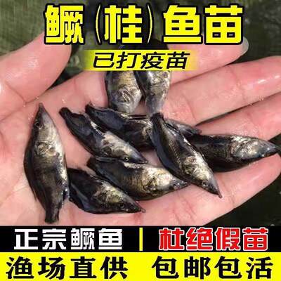 鳜鱼苗桂花鱼苗正宗桂鱼苗斑厥鱼鲫鱼凶猛肉食性鱼冷水观赏生长快