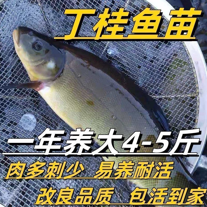 改良好养耐活丁桂鱼苗淡水养殖丁岁鱼苗一年5斤可食用鱼包活包邮-封面