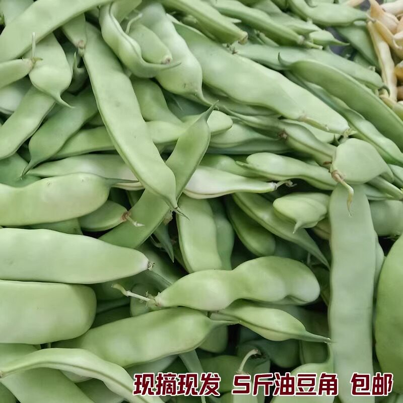 满沟蔬菜新鲜油豆角现摘现发货