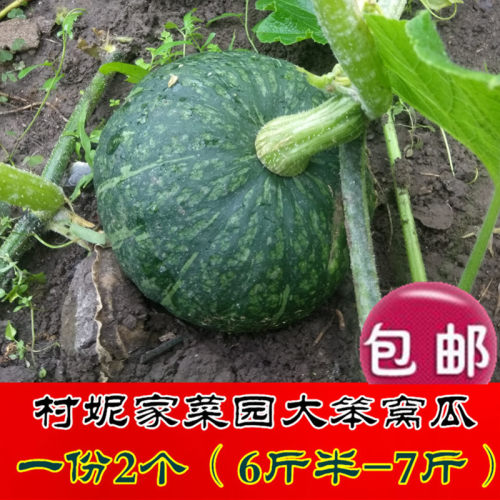 大窝瓜嘎嘎面村妮蔬菜新鲜窝瓜东北黑龙江笨窝瓜农家老面南瓜现摘