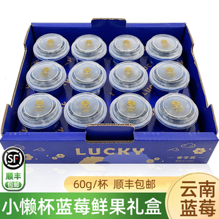 云南蓝莓鲜果小懒杯12杯礼盒 高山花香新鲜水果L25蓝莓大果顺丰
