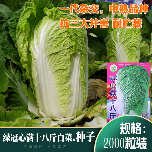 白菜栽培价格 白菜栽培图片 星期三