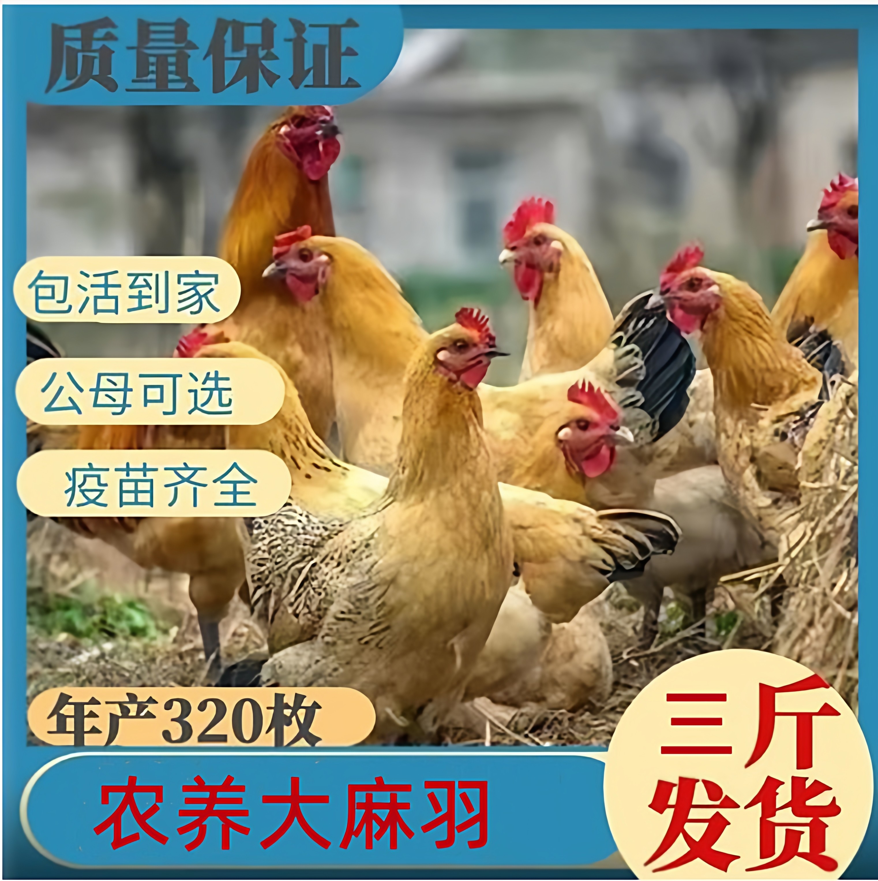 正宗农家散养土鸡3斤下蛋鸡开产鸡苏北土鸡生蛋小母鸡活体,水产肉类/新鲜蔬果/熟食,整鸡/整鸡制品,淘宝优惠券,粉丝福利购,淘宝优惠卷