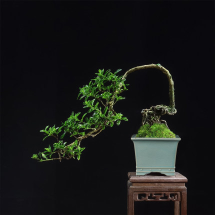 高温陶瓷冰裂浮雕骨钉兽头四方斗笠绿植造景花盆精品八方来财狮头