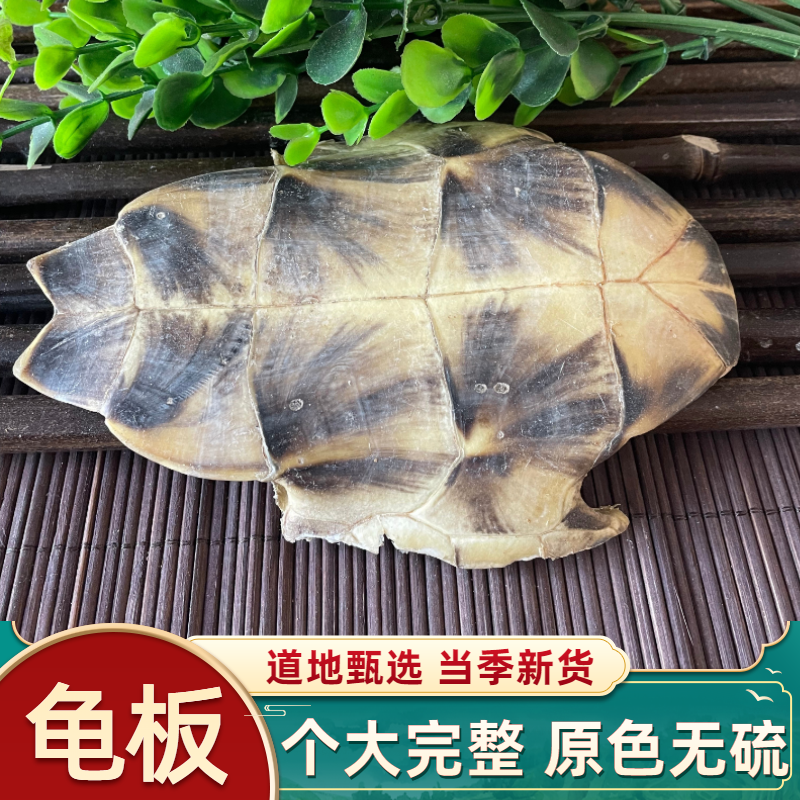正品中药材精选生龟板