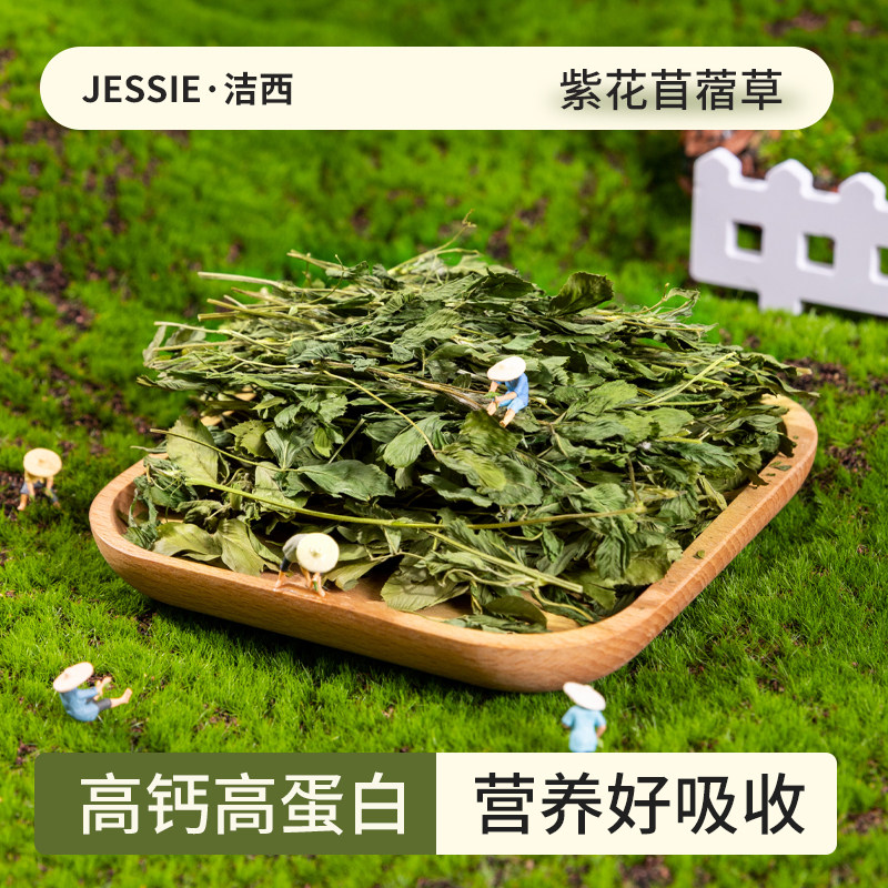 洁西紫花苜蓿草兔子粮草饲料