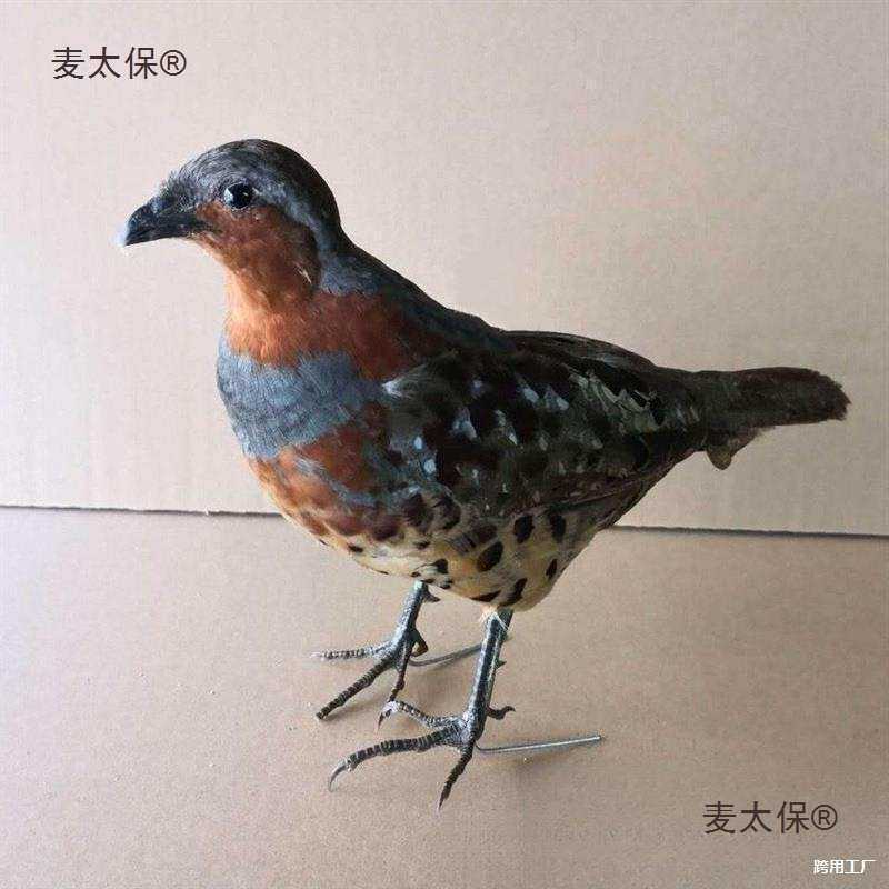 竹鸡竹鸡园林模型媒假竹鸡竹鸡羽毛毛竹户外竹鸡新款假室外麦太保