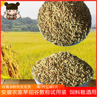 安徽农家自种新稻谷水稻子带壳喂鸟食鸡鸭鸽子宠物饲料早籼稻仓鼠