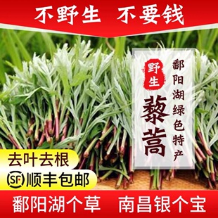 江西特产鄱阳湖野生藜蒿菜蓠黎耗蒿3斤现摘芦蒿泥蒿新鲜顺丰包邮