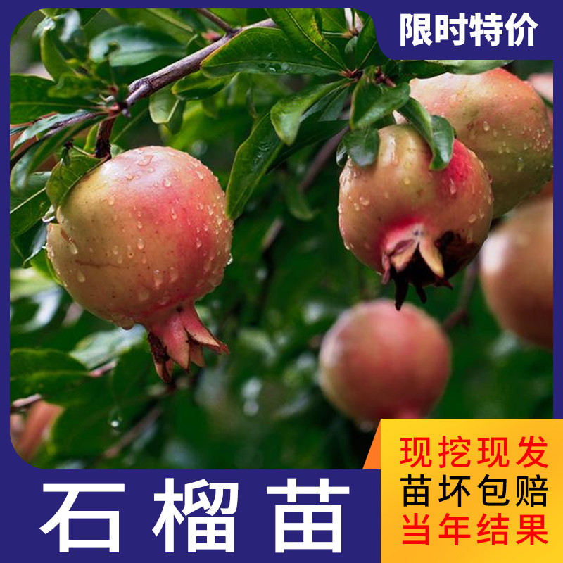 Pomegranate Sapling fruit Potted plant Grafted courtyard Fruit tree survival North and South Four seasons plantin the Flower delivery/Flowers simulation/Plants gardening , Garden Plants/Trees/Fruit tree, Fruit tree category - from Buy2taobao.com to provide professional Taobao agent buy service