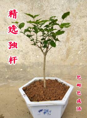 广西横县重瓣双瓣白色茉莉花苗独杆庭院矮霸阳台盆栽盆景绿植花卉