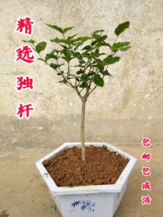 广西横县重瓣双瓣白色茉莉花苗独杆庭院矮霸阳台盆栽盆景绿植花卉