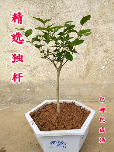 广西横县庭院矮霸阳台盆栽绿植
