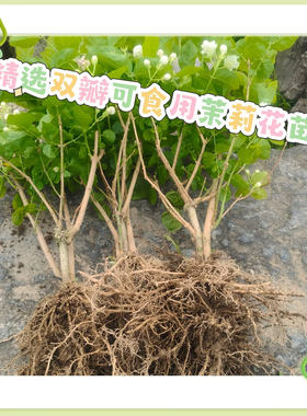 广西横县食用双瓣茉莉花茶茉莉