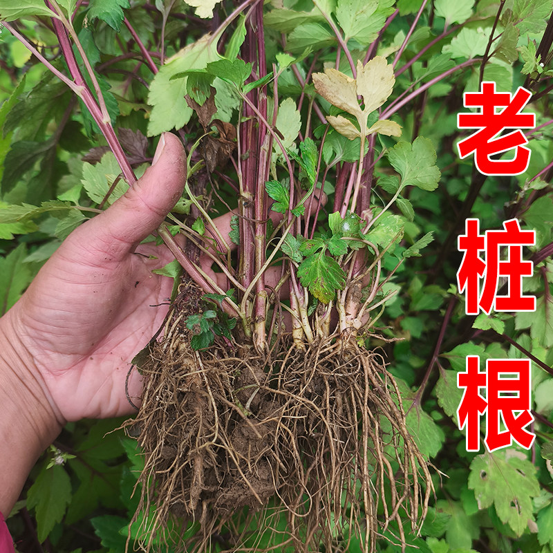 广西现挖红艾苗老根桩苗鸭脚艾食用珍珠花菜姨妈菜可四季盆栽地栽