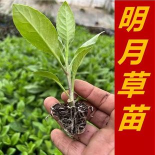 明月草秧苗白子菜富贵菜明月草苗盆栽白背菜阳台白背菜植物可食用