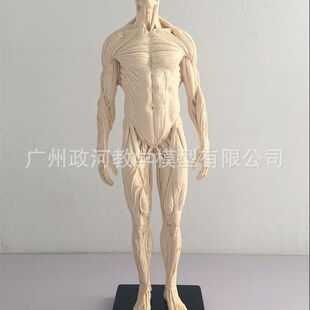 30cm艺用 树脂白色全肌肉男 骨骼 解剖 人体模型 结构美术 C绘画