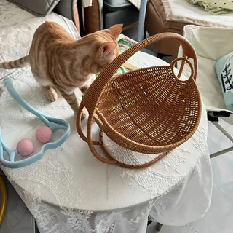 仿藤编织水果篮子创意摇摆果篮家用客厅筐果盘手工编织摇篮小猫窝,宠物/宠物食品及用品,猫窝/屋/帐篷/沙发,淘宝优惠券,粉丝福利购,淘宝优惠卷