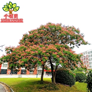 合欢树苗合欢苗绒花树苗芙蓉花树苗庭院盆栽合欢花苗绿化工程树苗