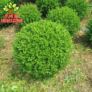 小叶黄杨球瓜子黄杨四季常青别墅地栽庭院花坛耐寒绿化植物篱笆墙
