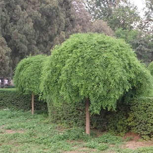 龙爪槐垂槐黄金槐国槐绿化树适宜南北方庭院种植树苗木