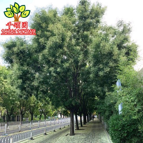 国槐树苗大型绿化速生国槐苗小苗南北方种植行道树庭院道路风景树